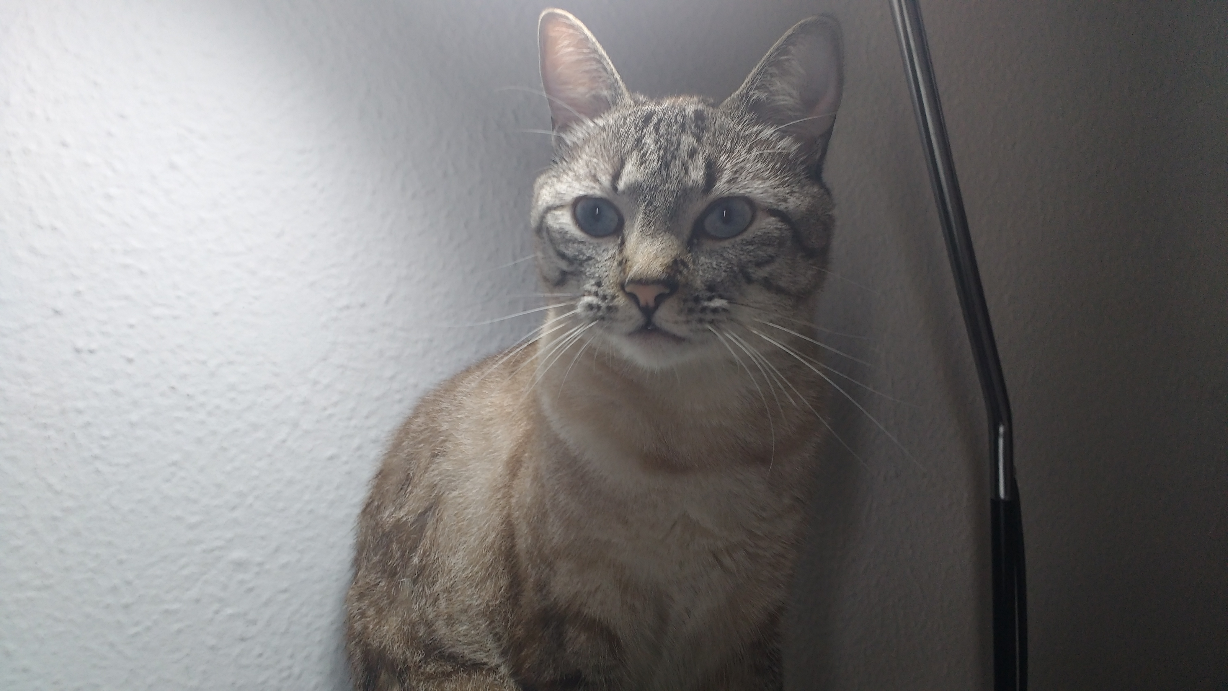 Close of Madame Costelinha, the cat: Picture taken with the device