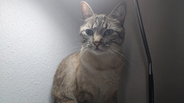 Close of Madame Costelinha, the cat: Picture taken with the device